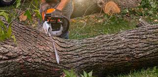 Best Tree and Shrub Care  in Maryland City, MD