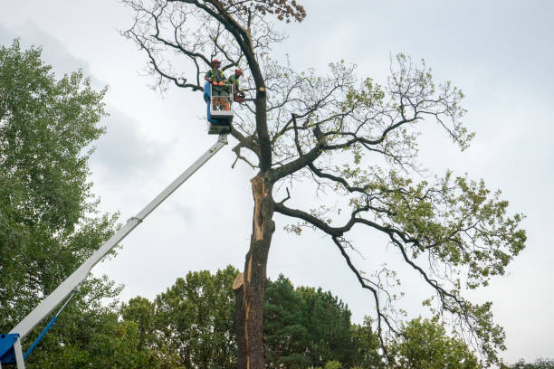 Best Fruit Tree Pruning  in Maryland City, MD