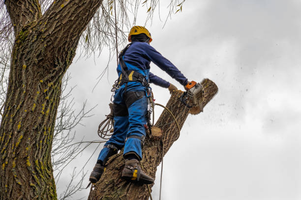 Best Hazardous Tree Removal  in Maryland City, MD