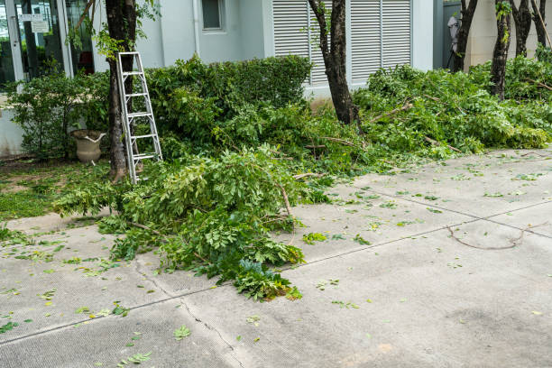 Best Storm Damage Tree Cleanup  in Maryland City, MD