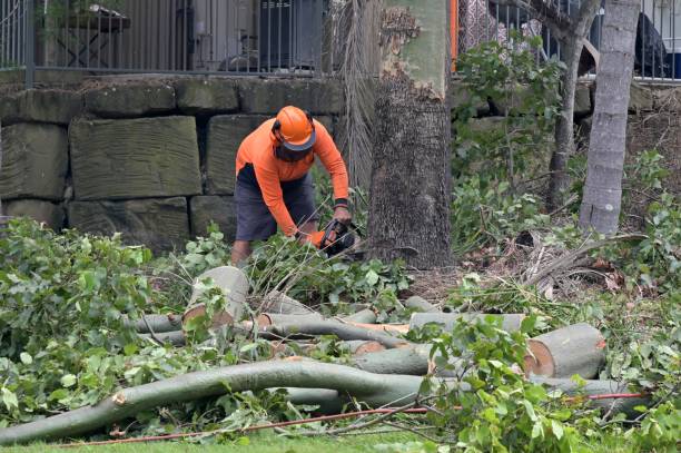 Best Tree Risk Assessment  in Maryland City, MD