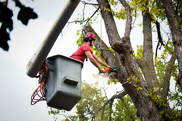 Best Tree Removal Service  in Maryland City, MD