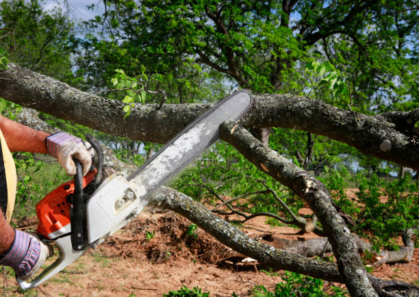 Why Choose Our Tree Removal Services in Maryland City, MD?